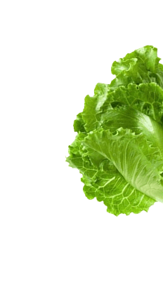 Lettuce decorative